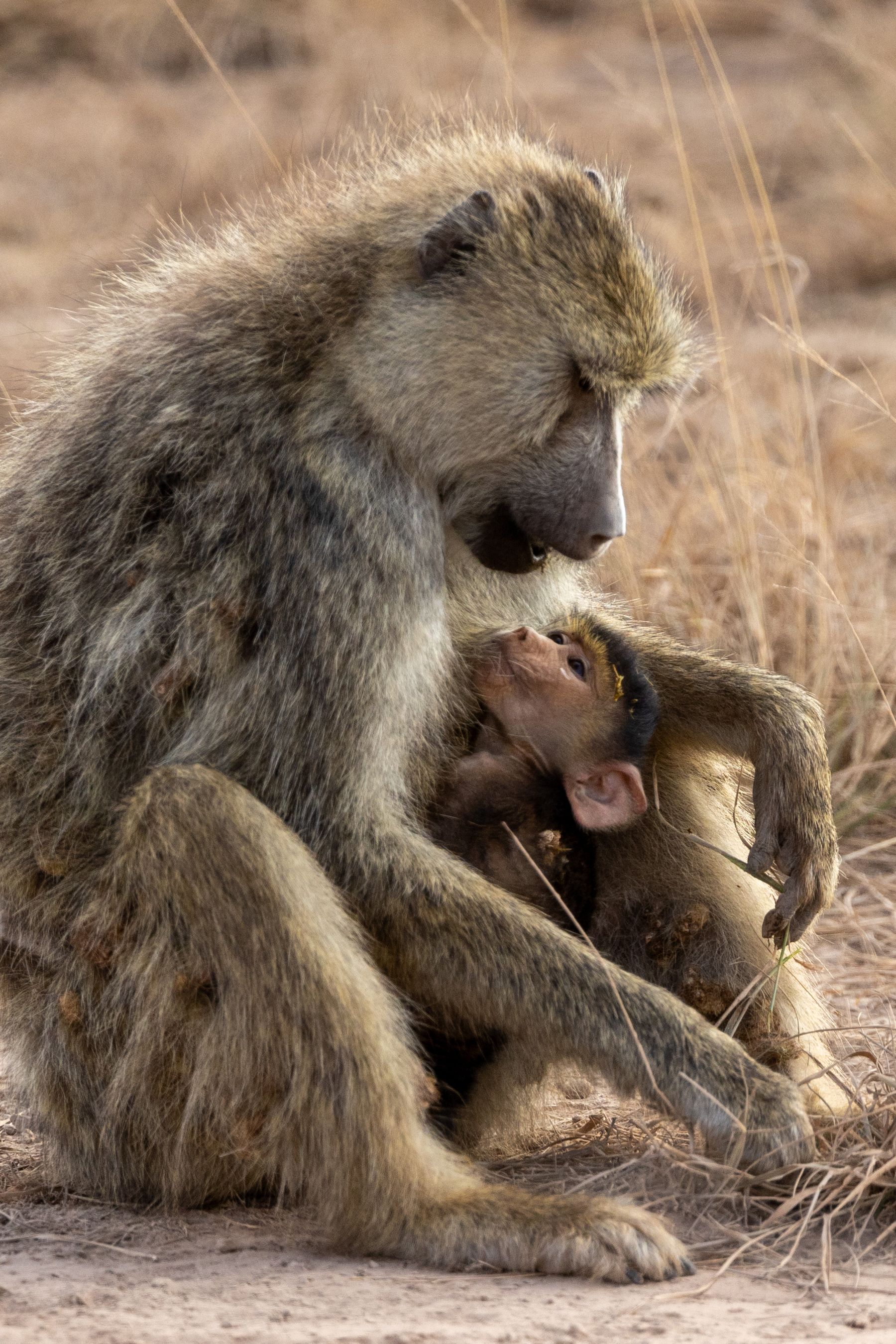 Baboons! Sweet. 